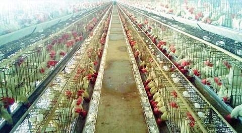 Fierce heat drives poultry units to crisis.