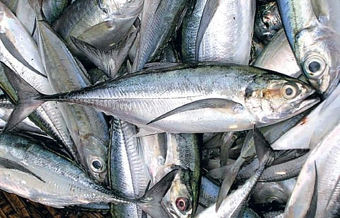 Marine fish landing.