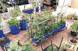 Get your gardening needs sorted at 'Oota From Your Thota'  P Jawahar