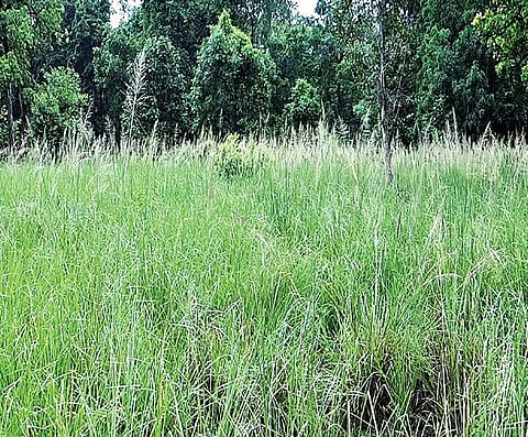 Mallur Gutta, a sacred grove spread over 1,500 hectares in Warangal | Express photo