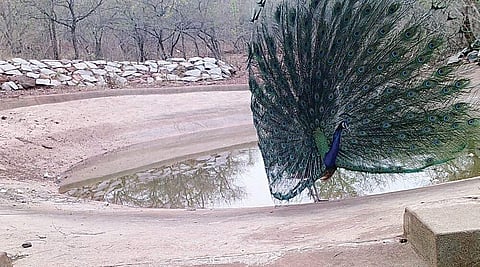 A peacock dancing near the waterhole inside Kappatagudda forest;