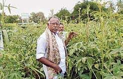 Professor Vanmeega Venkatachalam at his organic farmland in Aandancherry of Tharangambadi block  | Express
