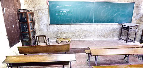 A dog enjoys a nap at a class of the mechanical engineering department on Tuesday | vinod kumar t