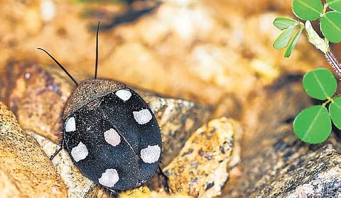 ‘Poochi’ on the lens