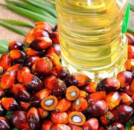 Shot in the arm: Palm oil plantations on 12k hectares, subsidy hiked