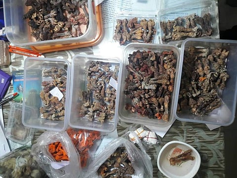 The monitor lizard is a schedule I animal and any trade involving it is an offence under the Wildlife Protection Act, 1972. | Express Photo Service