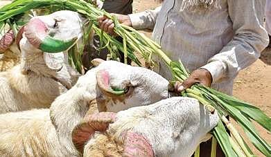 Karnataka govt outlets to soon deliver mutton and lamb at your doorstep