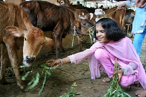 Make cow the national animal: Rajasthan HC to Centre