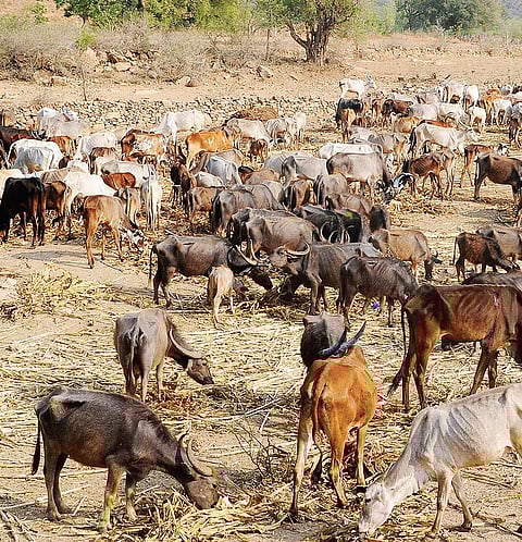 Cattle eat in a go-shala near MM Hills in Chamarajanagar district | Uday shankar