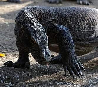 A komodo dragon (File Photo | AFP)