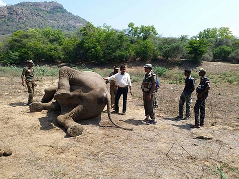 Forest officials inspecting the carcass of the elephant, on Friday morning. (EPS)