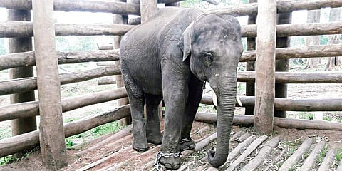 The shortage of captive elephants has been a major concern for festival organisers in Thrissur.