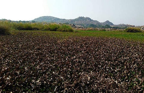 Most parts of river Tungabhadra are now covered with water hyacinth. (Express photo)
