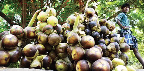 One of the best-selling fruits during summer|D Sampath Kumar and Martin Louis