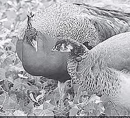 Sex, feathers and the peacock