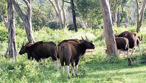 The move now bars any developmental activity in Talacauvery Wildlife Sanctuary | G Veeresh