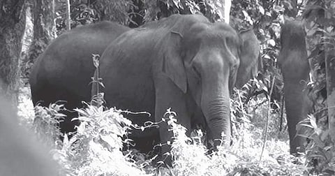A herd of elephants spotted in an agricultural land in Munnar.