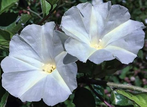 Climber promises eternal youth and a tiny waist