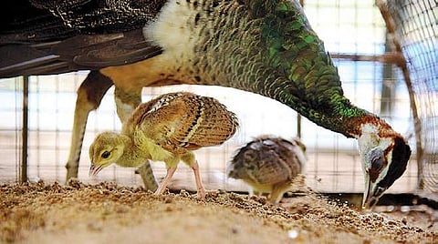 Curious peacock hatchlings, now three weeks old | Sunish P Surendran