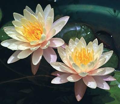 The tale of Hyderabad’s very own water-lily man