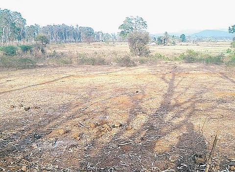 The land identified by Wildlife Trust of India on the fringes of Chamarajanagar-Talamalai forest at Mudahalli to widen the elephant corridor