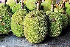 Promoting jackfruit fest in Thiruvananthapuram