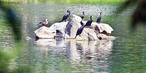 Bird presence is no more an uncommon sight at the lake | jithendra M
