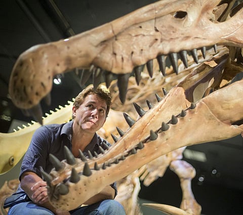 Chicago University Paleontologist Paul C. Sereno looks inside the jaws of a 50-foot life-size model of a Spinosaurus dinosaur at a National Geographic Society exhibit in Washington. (File| Associated Press)