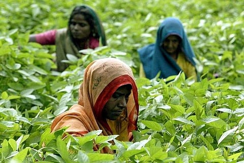 Indian women removing weeds from their soybean crop. 