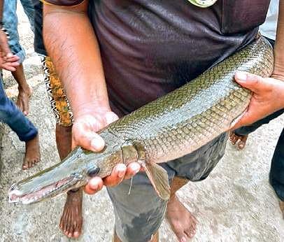Exotic Alligator Gar fish caught in Bindusagar