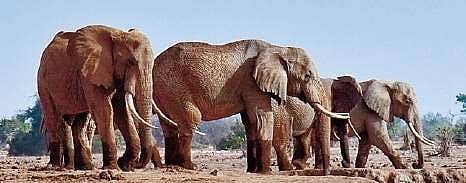 This jumbo issue will leave behind a trunkful of wild woes