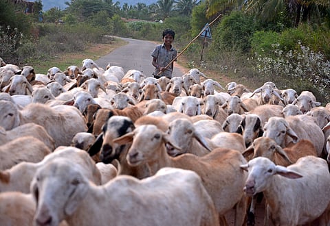 Special team formed to hunt mysterious sheep killer in Odisha's Niali