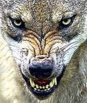 Forest staff see the pattern of a prowling pack of wolves