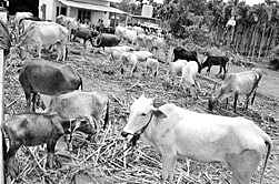 Kalahandi livestock on depletion path