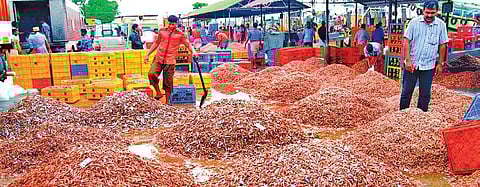 The aim is to help expand native shrimp farming to address imbalance in the market. (Photo | Express Photo Service)