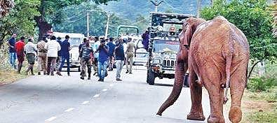 An aggressive mother elephant chasing forest officials near Mangarai in Anaikatti Forest on Wednessday | A RAJA CHIDAMBARAM