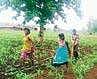 MP government debunks farmer's claim of using daughters in plough 