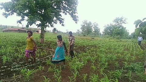 Radha (15) and Kunti (13) along with their father plough the field where maize has been sown recently in MP’s Sehore district. (Photo |