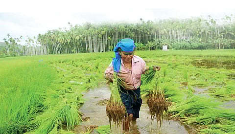 Image used for representational purpose only. (File photo | EPS)