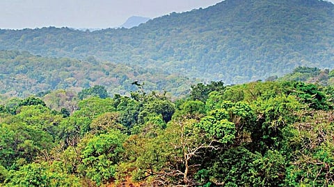 Image of forests used for representational purpose.