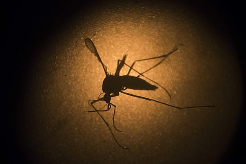 Zika virus: District Medical Officer issues alert