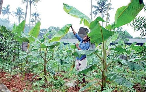 A plantain farm at Chottanikkara temple  K Shijith