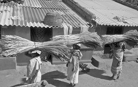 It is estimated that at least 3,200 tonnes of hill broom are being transported to different parts of the country annually.