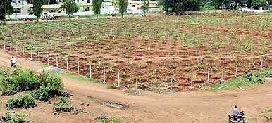 Saplings planted at the Markfed vacant land | Express photo