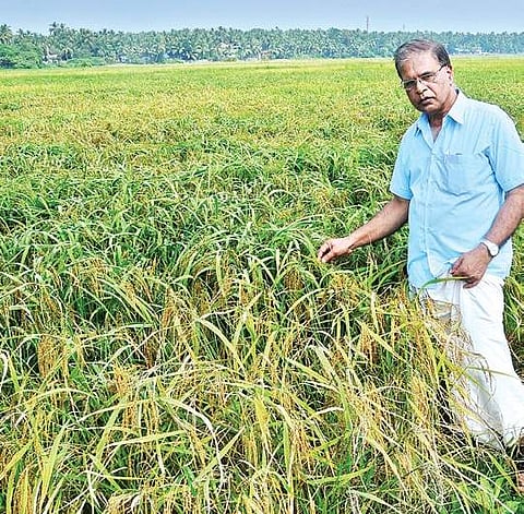 P N Chandrasekharan, who cultivates the largest tract of 'Rakthashali,' at his farm in Malappuram