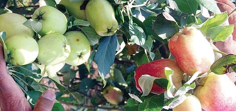 Sweet apple surprise in Namma Karnataka