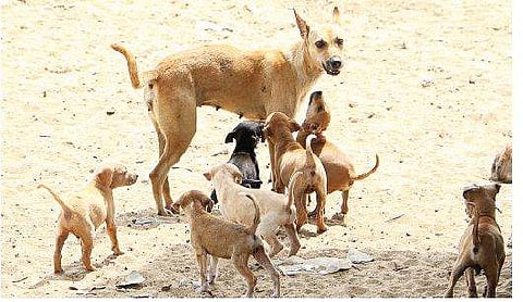 Stray dog bites 20 in Kochi, later locals kill dog