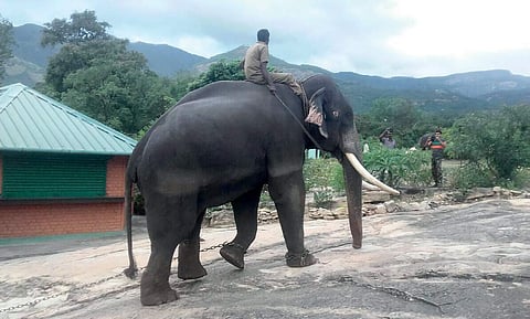 Man dies as elephant attacks autorickshaw in Munnar