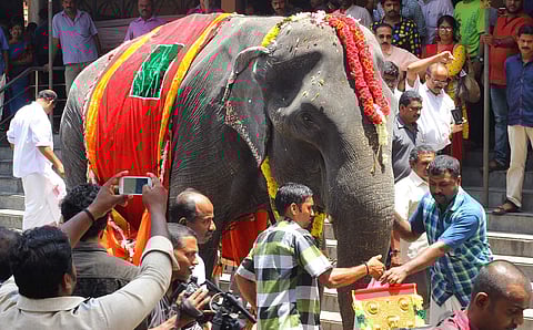 Dakshayani being caparisoned by the Dewasom Board in Thiruvananthapuram. (Express Photo | Kaviyoor Santosh)