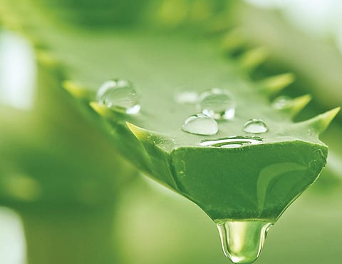 Film stars gulp Aloe Vera to ‘hoodwink’ SIT